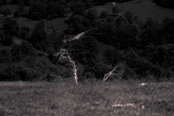 istock Night scenery of the dark woods 1433017527