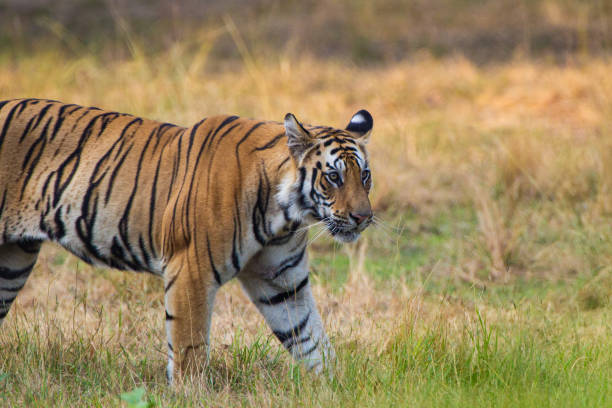 istock Tiger lying and resting on the grass in Bandhavgarh, India 1433017555
