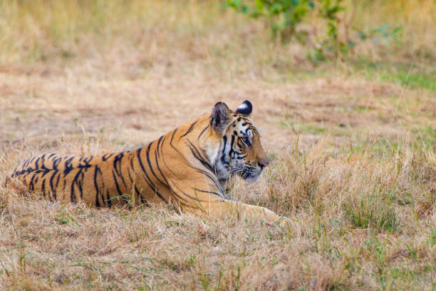 istock Tiger lying and resting on the grass in Bandhavgarh, India 1433017628