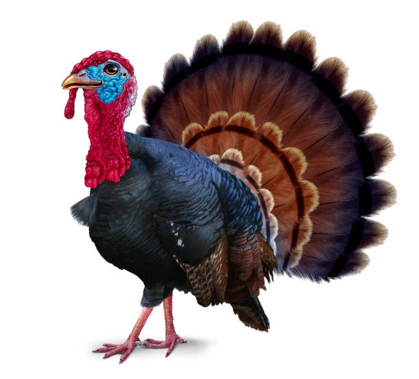 istock Healthy Thanksgiving Season 1433018396