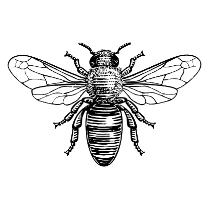 Hand drawn illustration of a honey bee in a vintage etched style.