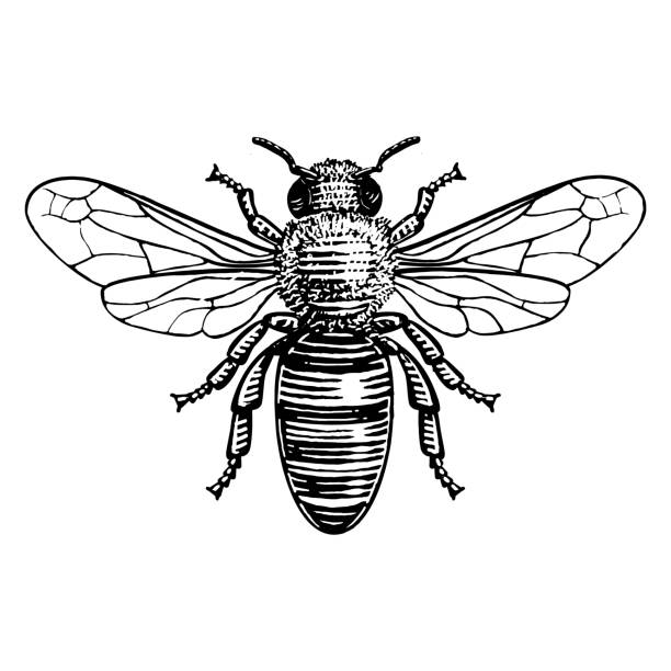 Honey Bee Hand drawn illustration of a honey bee in a vintage etched style. honey bee stock illustrations