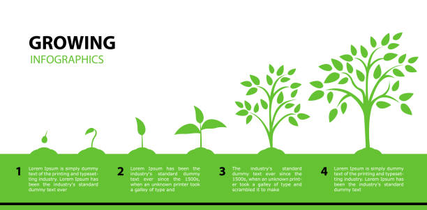 ilustraciones, imágenes clip art, dibujos animados e iconos de stock de infografía de crecimiento de árboles. etapas de crecimiento de la planta desde una hoja verde hasta un árbol adulto. - tree growth cultivated sapling