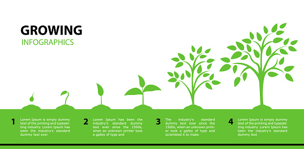 Infographic growing tree. Stages of plant growth from a green leaf to an adult tree. Vector illustrations with phases plant growth. Flat style. Concept grow.