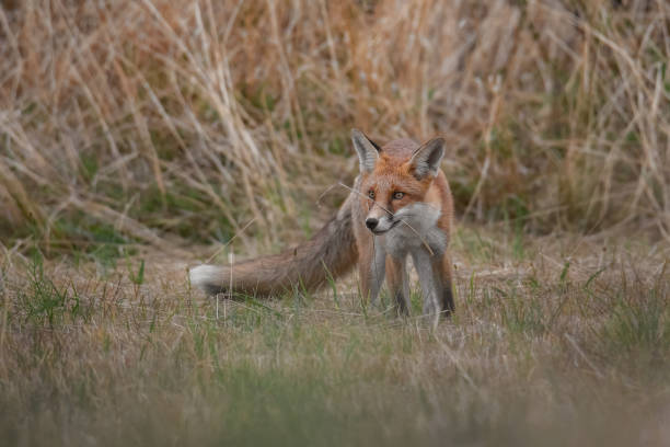 istock standing red fox with a straw on his nose 1433022899