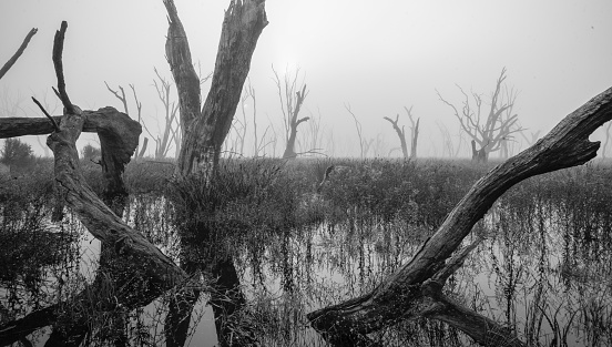 Dead trees stand in a misty wetland swamp.