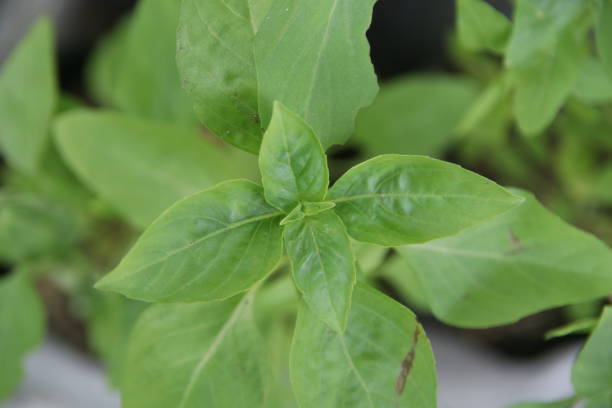 istock Top view of Thai basil. 1433026030