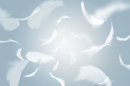 Abstract Group of White Bird Feathers Flying in The Sky. Floating Feathers.
