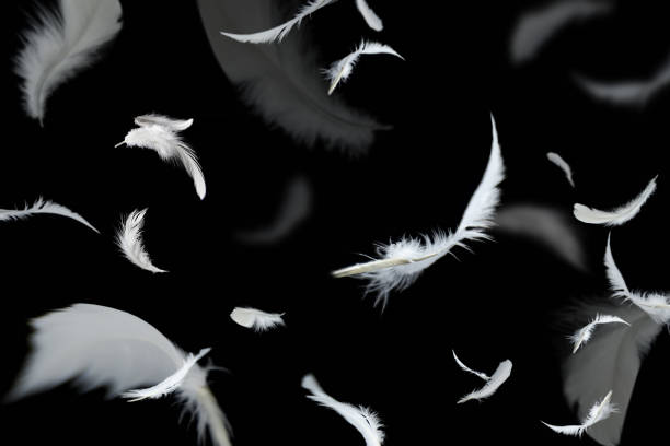 istock Abstract Group of White Bird Feathers Flying in The Dark. Floating Feathers. 1433026700