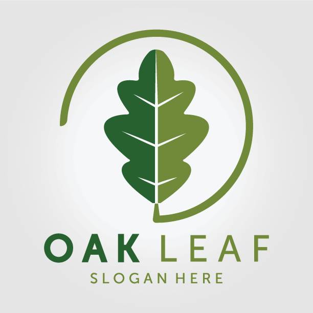 illustrazioni stock, clip art, cartoni animati e icone di tendenza di emblema del disegno vettoriale del logo della foglia di quercia illustrazione vintage, logo sano, logo della spa di agopuntura vintage - acorn oak oak tree leaf