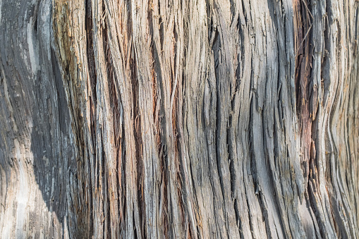 Tree bark texture, trunk, epidermis, tropical tree, cracked
