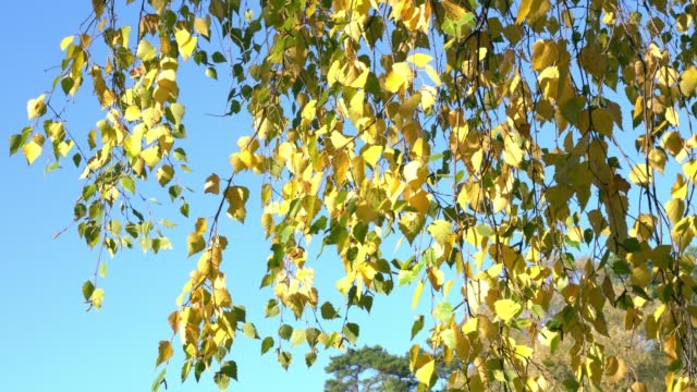 Wind shakes the autumn leaves. Golden sunny autumn