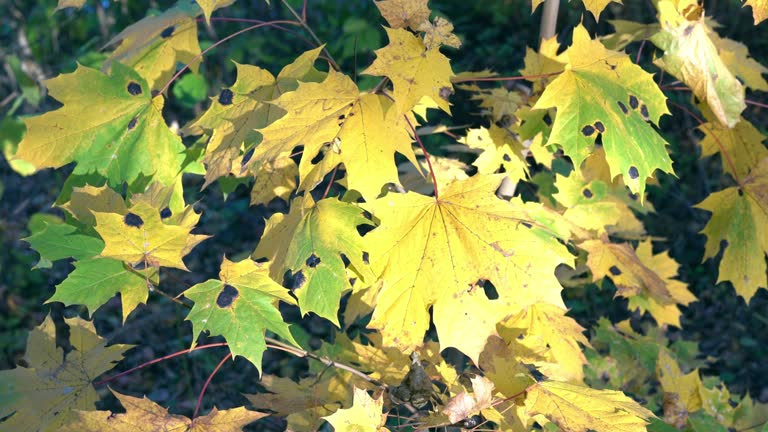 Wind shakes the autumn leaves. Golden sunny autumn