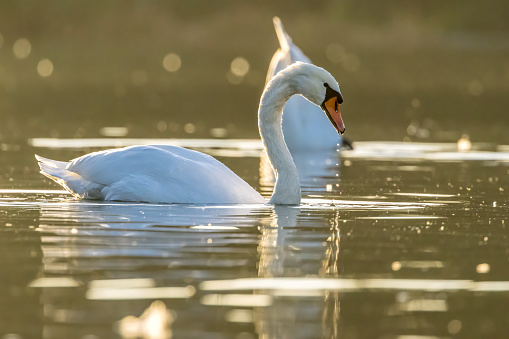 White swan swimming in the water of a river