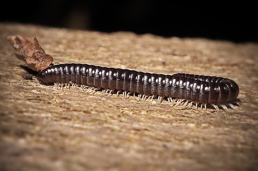 close up single mealworm