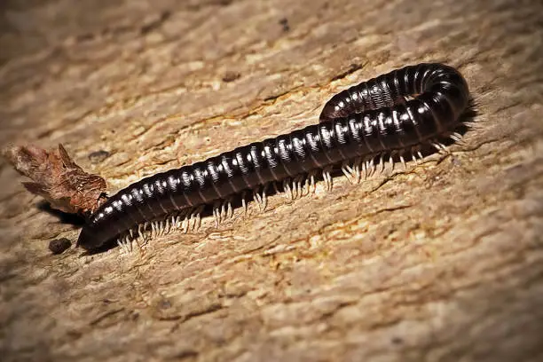 Tachypodoiulus niger Black Millipede. Digitally Enhanced Photograph.