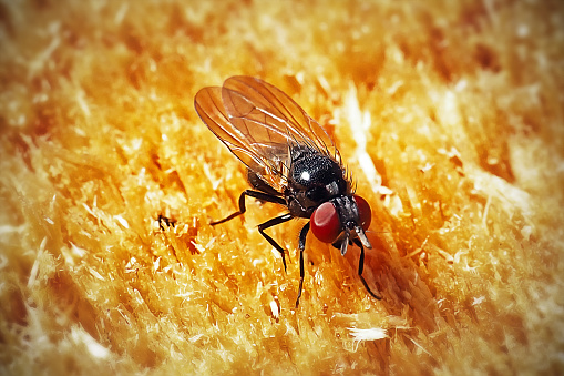 Fannia canicularis Lesser House Fly Insect. Digitally Enhanced Photograph.