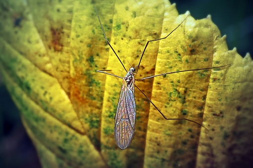 Trichocera hiemalis Winter Crane Fly Insect. Digitally Enhanced Photograph.