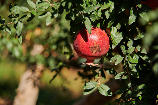 Organic pomegranate hanging on a tree branch on a sunny day