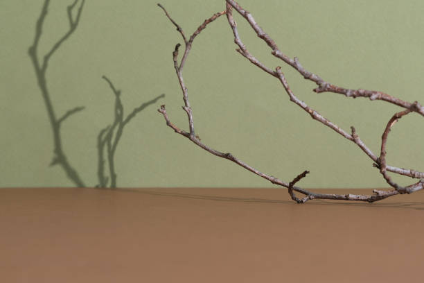 istock Premium brown scene with tree branches and their shadow on a green wall. Minimal abstract background for the presentation of a cosmetic product. Empty podium, showcase, display case. 1433031535