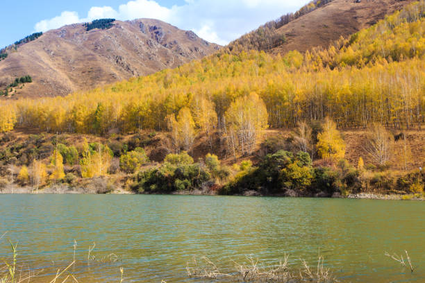 bergsee mit gelben bäumen. herbstlandschaft. kirgisistan, ak-tuz-schlucht. natürlicher hintergrund. - champfer stock-fotos und bilder