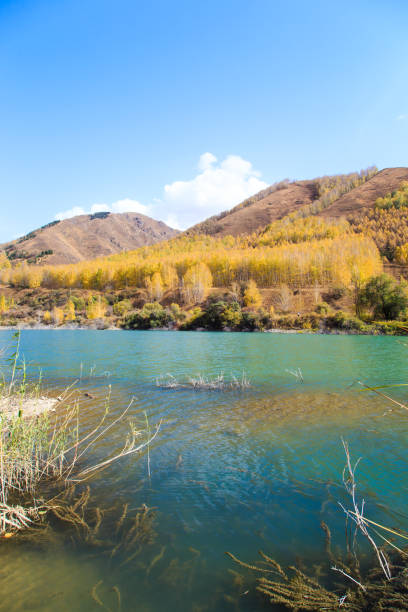 lago de montaña con árboles amarillos. paisaje otoñal. kirguistán, garganta de ak-tuz. fondo natural. - champfer fotografías e imágenes de stock