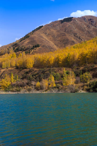 bergsee mit gelben bäumen. herbstlandschaft. kirgisistan, ak-tuz-schlucht. natürlicher hintergrund. - champfer stock-fotos und bilder