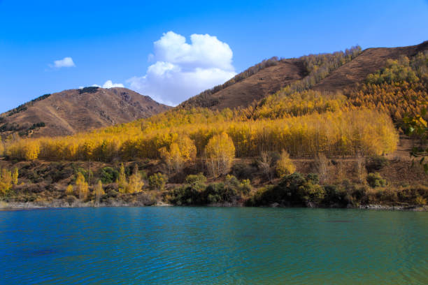 lago de montaña con árboles amarillos. paisaje otoñal. kirguistán, garganta de ak-tuz. fondo natural. - champfer fotografías e imágenes de stock