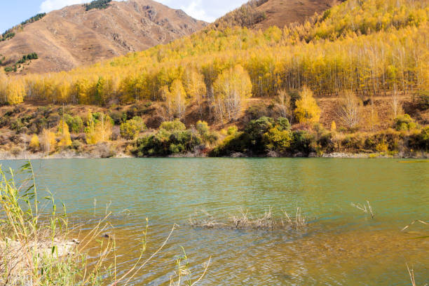 lago de montaña con árboles amarillos. paisaje otoñal. kirguistán, garganta de ak-tuz. fondo natural. - champfer fotografías e imágenes de stock