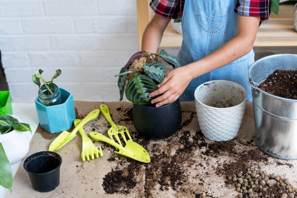 Girl replant a potted houseplant Maranta into a new soil with drainage. A rare variety Marantaceae leuconeura Massangeana Potted plant care, hand sprinkle the mixture with a scoop and tamp it in a pot. Hobby and enviro niña replanta una planta de interior en maceta maranta en un nuevo suelo con drenaje. una variedad rara marantaceae leuconeura massangeana cuidado de la planta en maceta, espolvoree a mano la mezcla con una cucharada y apisonarla en una maceta. hobby y me