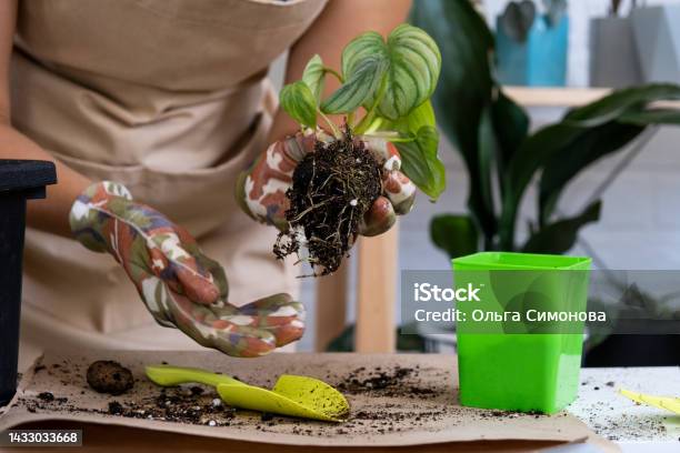 Transplanting A Home Plant Rare Philodendron Mamei Into A New Pot A Woman Plants A Stalk With Roots In A New Soil Caring And Reproduction For A Potted Plant Hands Closeup Stock Photo - Download Image Now