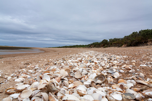 sand dunes and sea, mussels everywhere, fine and coarse sand, summer, mussel shells, France
