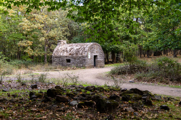 istock Chestnut forest in the Castanar El Tiemblo. Avila (Spain) 1433034622