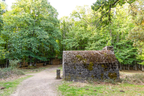 istock Chestnut forest in the Castanar El Tiemblo. Avila (Spain) 1433034831