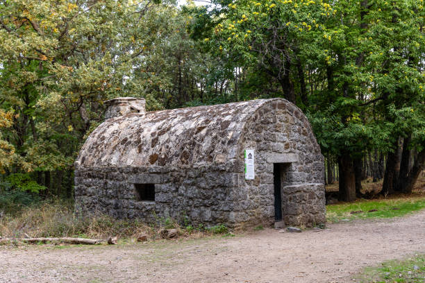 Chestnut forest in the Castanar El Tiemblo. Avila (Spain)