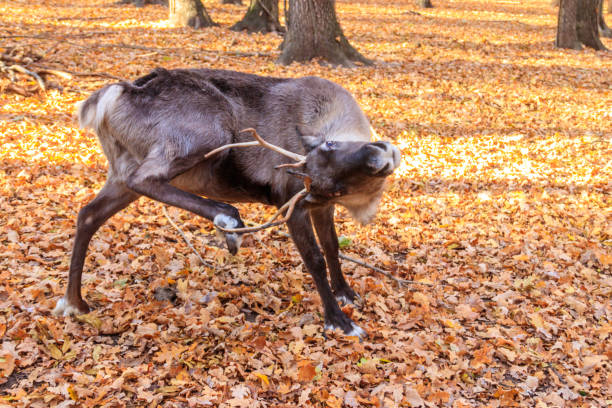 Close-ups of reindeer antlers, impressive and majestic, highlight the splendor of the wild nature of the far north.