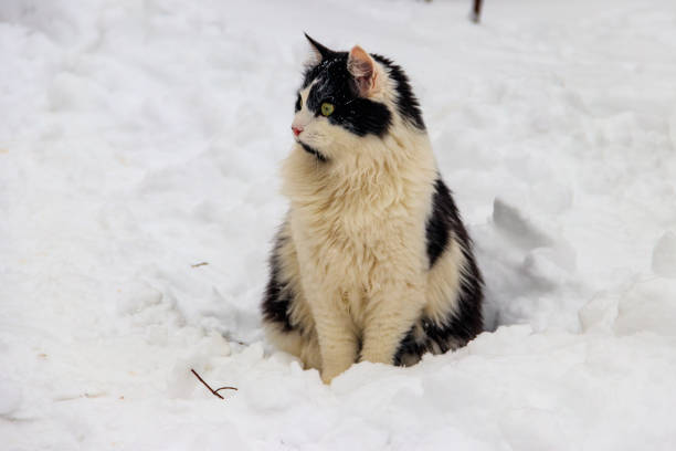 istock Cute black and white cat in white snow 1433034905