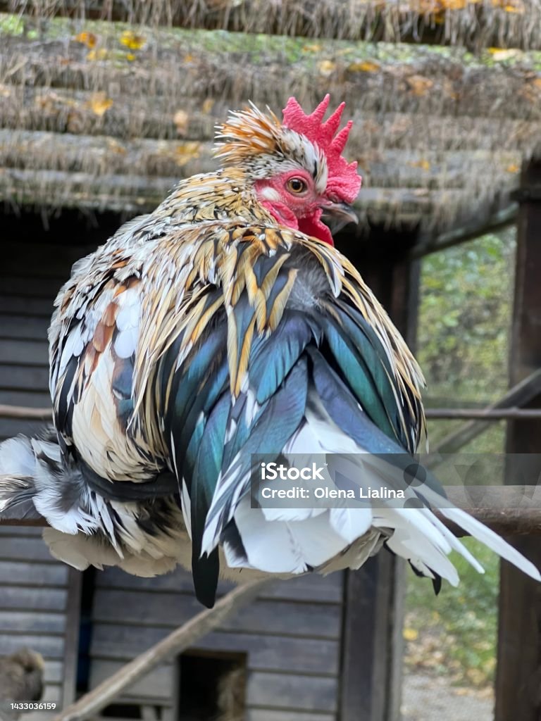Bantam chicken in the farm. Agriculture Stock Photo