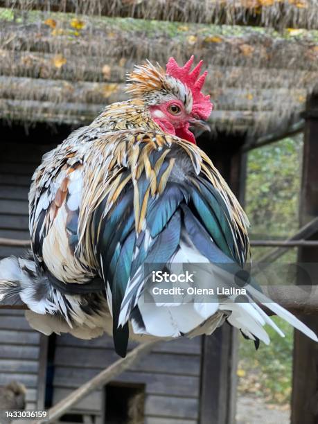 Bantam Chicken In The Farm Stock Photo - Download Image Now - Agriculture, Animal, Bantam