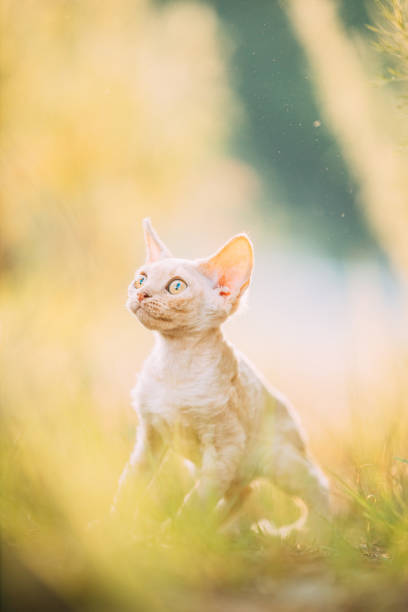 istock Funny Curious Young Red Ginger Devon Rex Kitten Playing In Green Grass. Short-haired Cat Of English Breed 1433036659