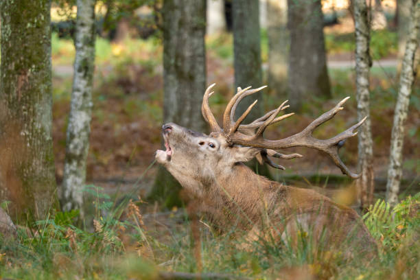 A Deer Blundering Lying In A Forest Stock Photo - Download Image Now -  Animal, Animal Wildlife, Animals Hunting - iStock