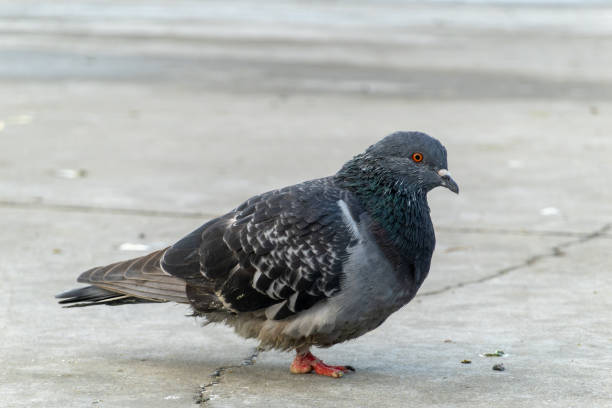 istock Pigeon injured legs 1433036676
