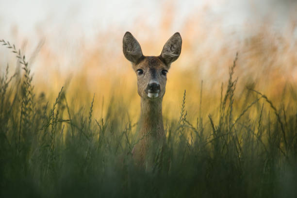 ritratto del cervo nell'erba alta - capriolo foto e immagini stock