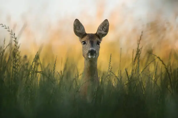 deer portrait in tall grass