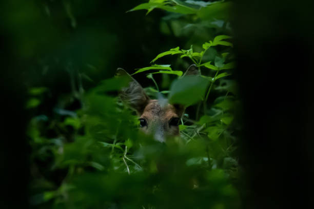 istock deer looks through leaves in the forest 1433037684
