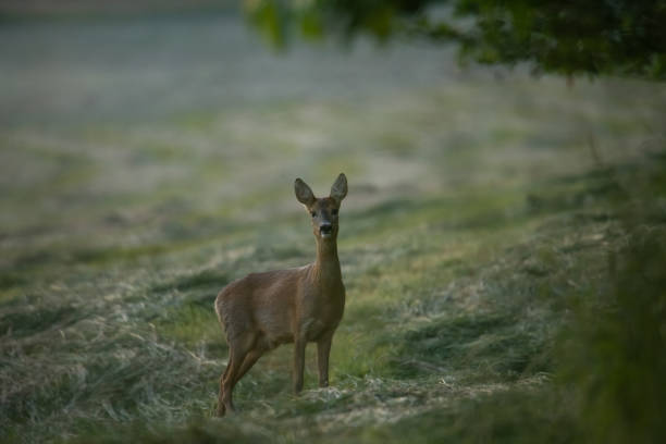 istock Roe deer on a freshly mown summer meadow 1433037692