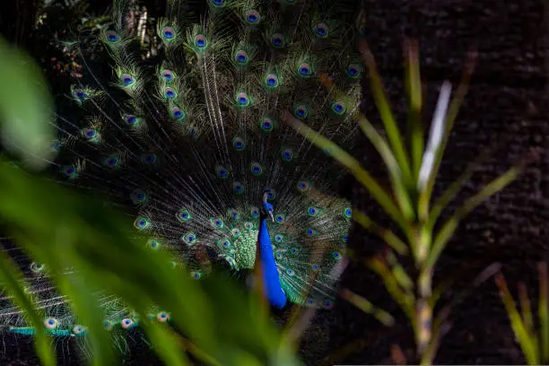 Photo of Dark photo of Peacock in the forest with a loose tail