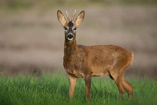 attentive deer with pricked ears