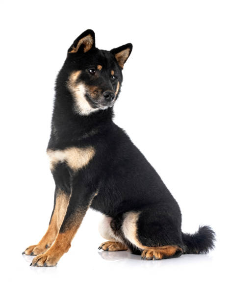 shiba inu in studio shiba inu in front of white background shiba inu black and tan stock pictures, royalty-free photos & images