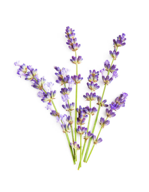 istock Lavender flowers isolated on white background 1433039861